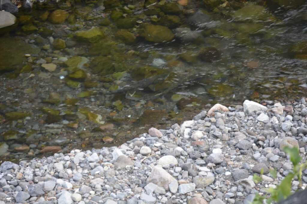 驚奇崇敬小海灣河流出海口鱒魚迴游逆流而上