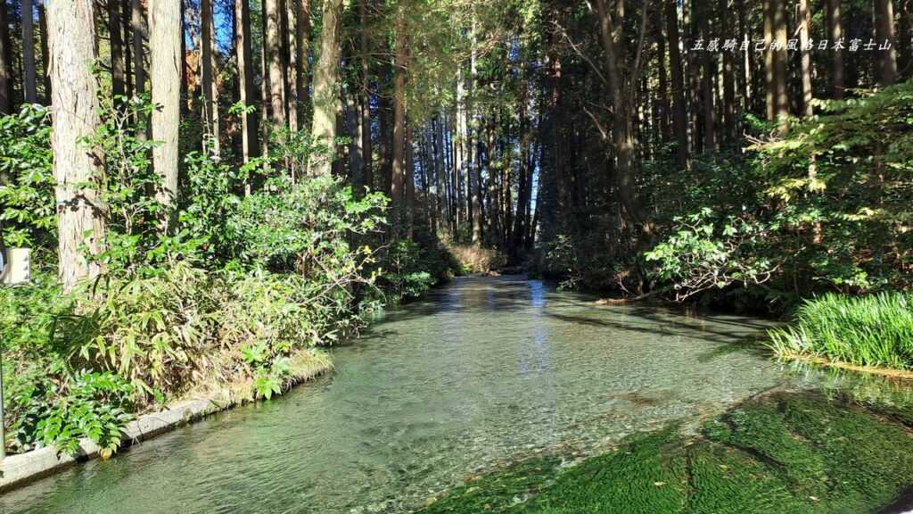 富士山雪水孕育出「白糸滝養魚場」