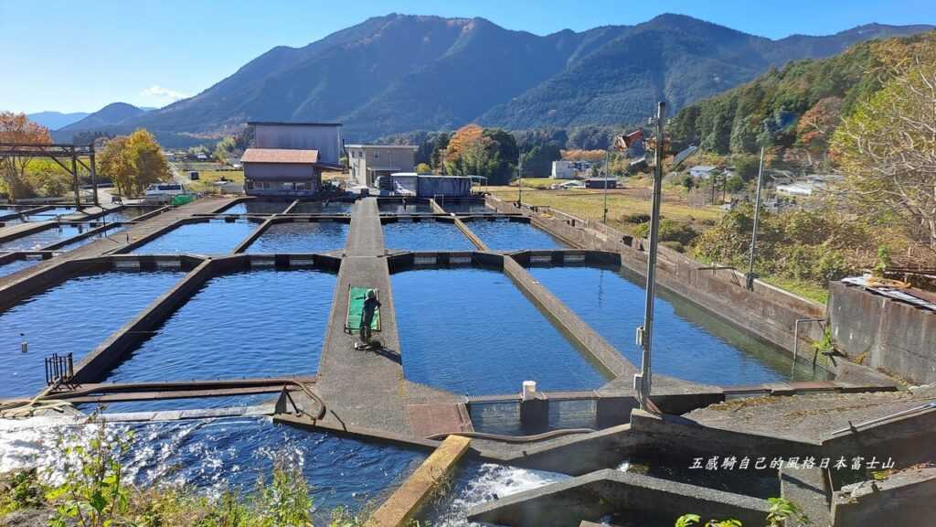 「富士山」澎湃湧泉養的大型虹鱒魚場