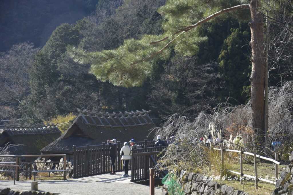 「西湖いやしの里根場」挺拔松林散發珍珠光芒 